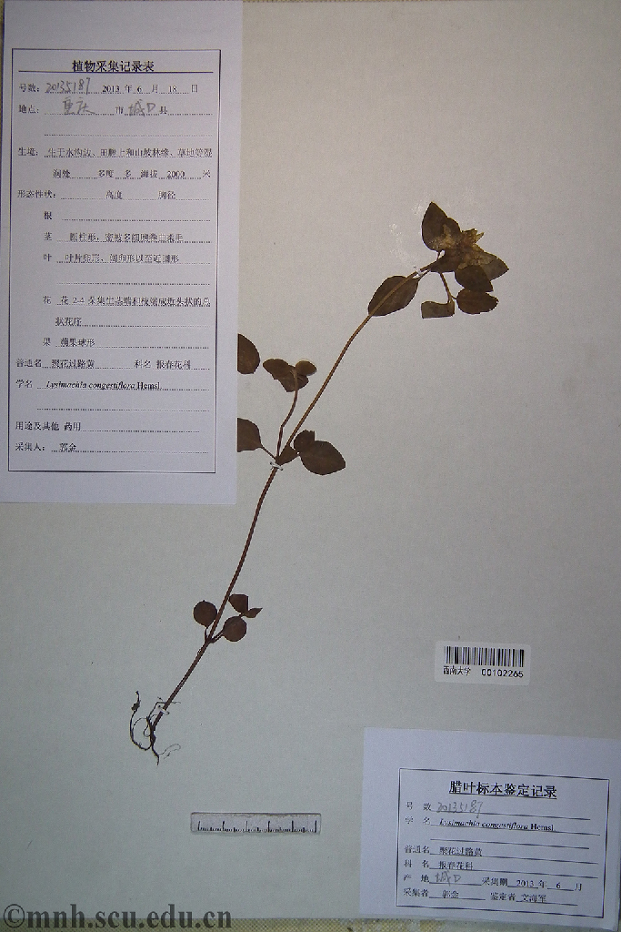 lysimachia congestiflora,primulaceae,聚花过路黄