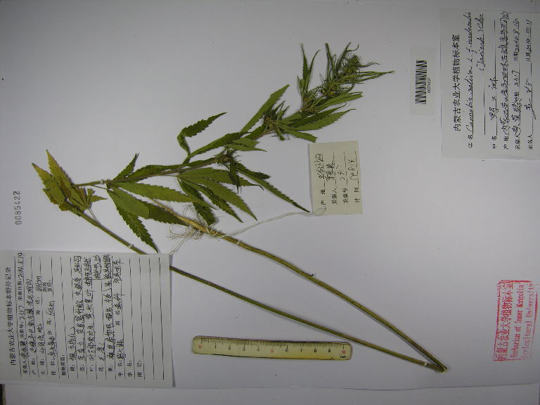 cannabis sativa,moraceae,野大麻|id: 15558469 | ()