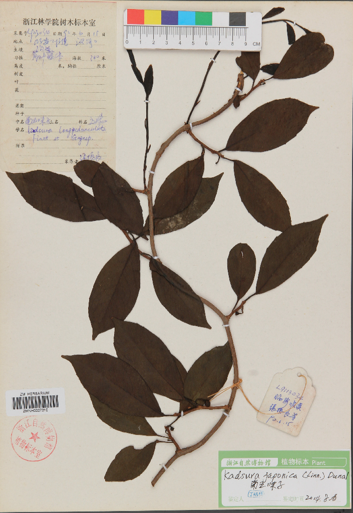 kadsura japonica,magnoliaceae,南五味子|id:  | (.