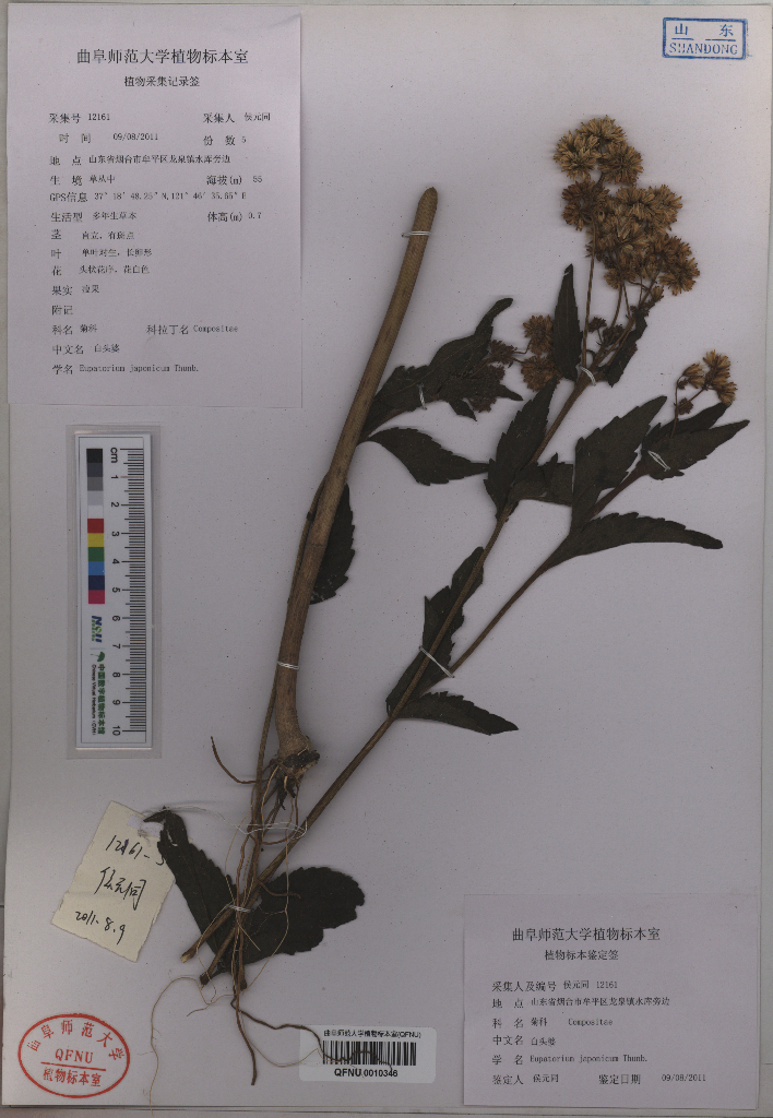 compositae,白头婆|id: 16918105 | 国家标本资源共享平台(nsii)