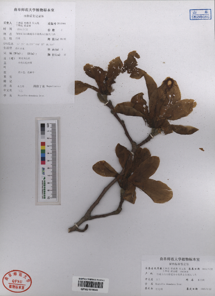 magnoliaceae,白玉 (佑窭 )