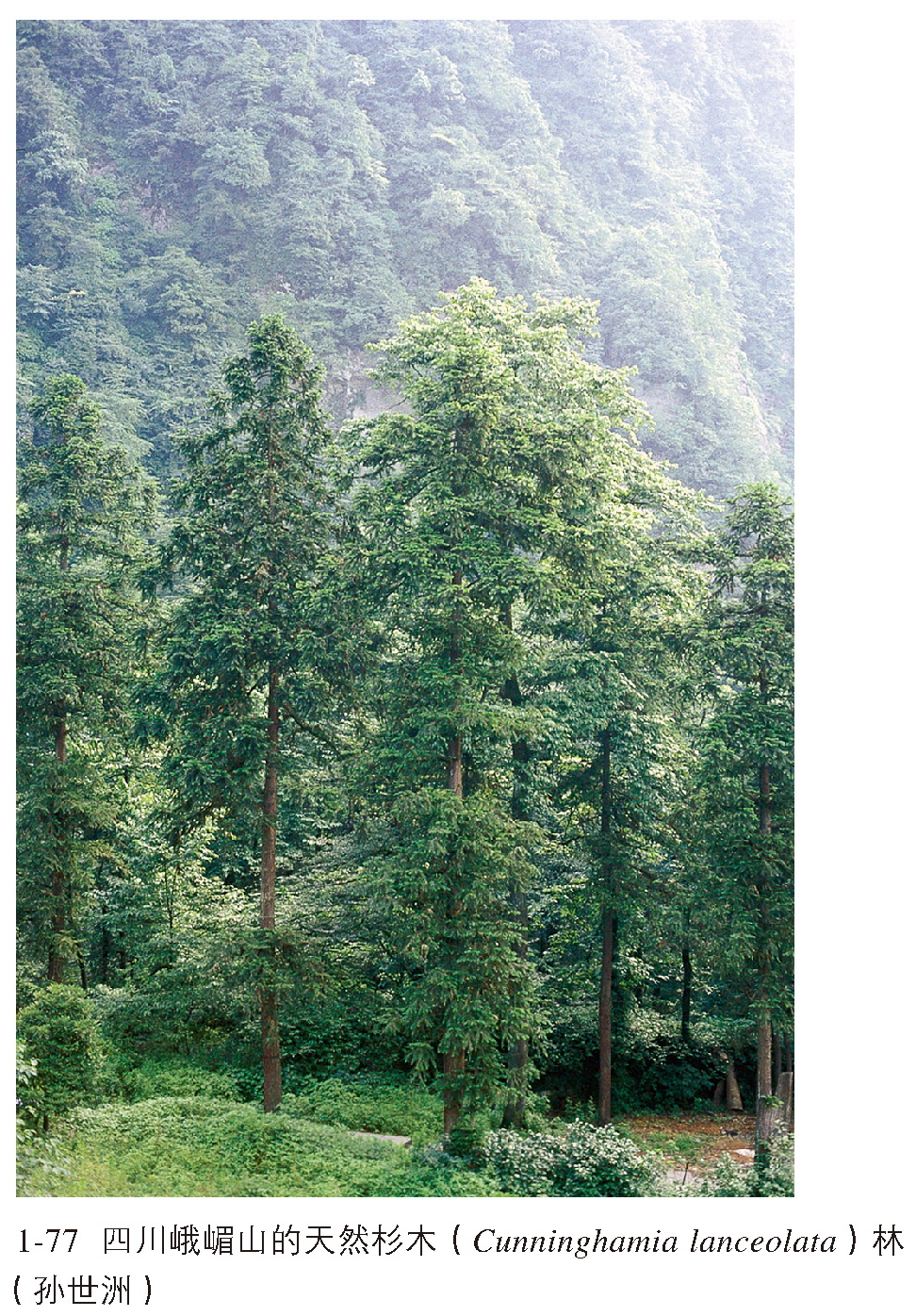 林 cunninghamia lanceolata forest   广泛分布于东部亚热带地区,它